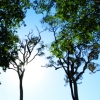 nature1.jpg